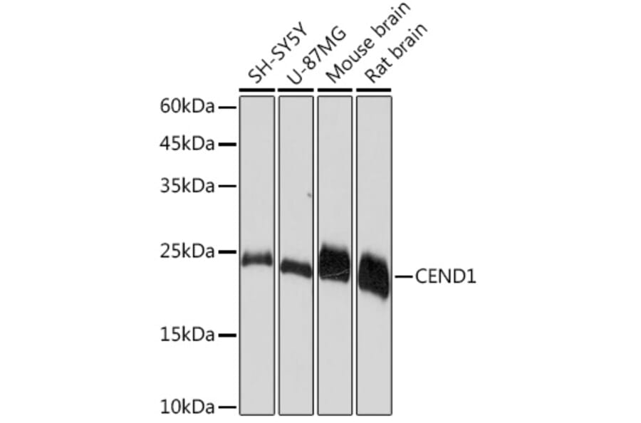 Western Blot - Anti-CEND1 Antibody [ARC2092] (A305358) - Antibodies.com