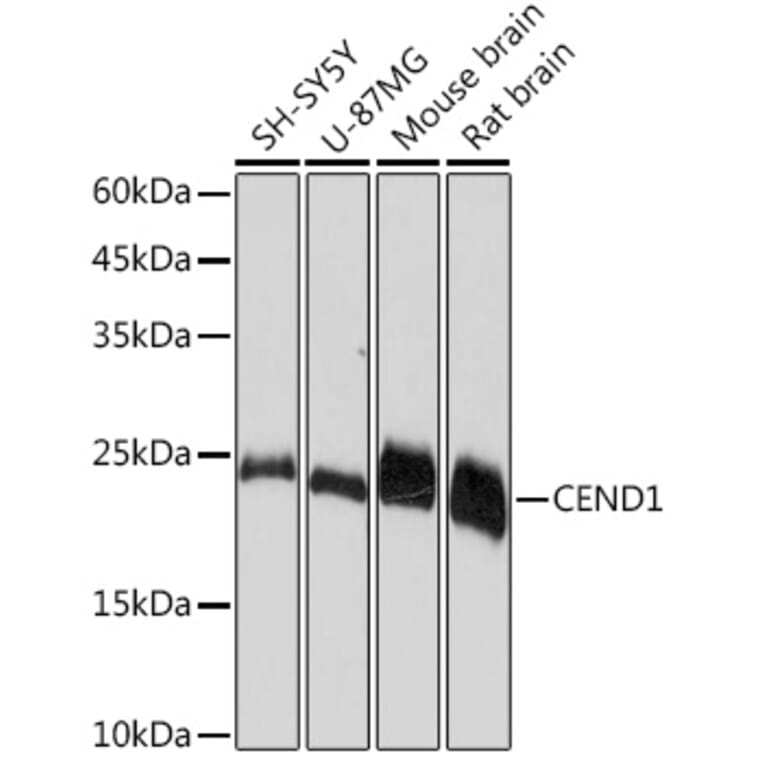 Western Blot - Anti-CEND1 Antibody [ARC2092] (A305358) - Antibodies.com