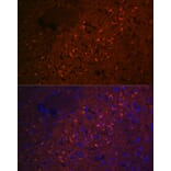 Immunofluorescence - Anti-CEND1 Antibody [ARC2092] (A305358) - Antibodies.com