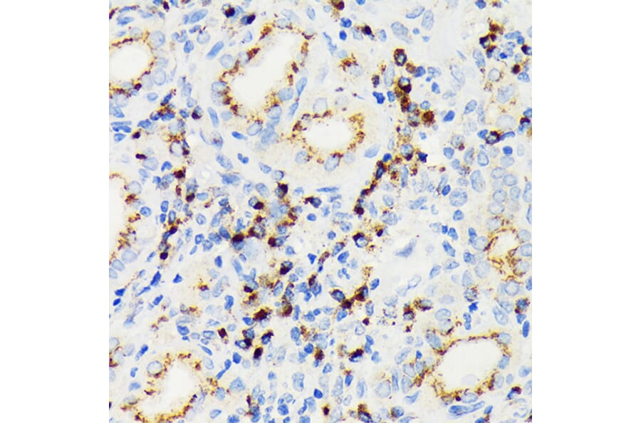 Immunohistochemistry - Anti-eIF2A Antibody [ARC1712] (A305361) - Antibodies.com