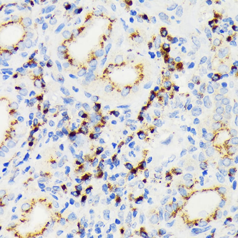 Immunohistochemistry - Anti-eIF2A Antibody [ARC1712] (A305361) - Antibodies.com