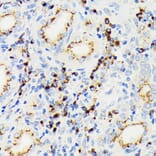 Immunohistochemistry - Anti-eIF2A Antibody [ARC1712] (A305361) - Antibodies.com