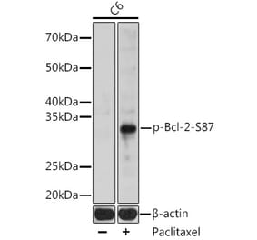Western Blot - Anti-Bcl-2 (phospho Ser87) Antibody (A305363) - Antibodies.com