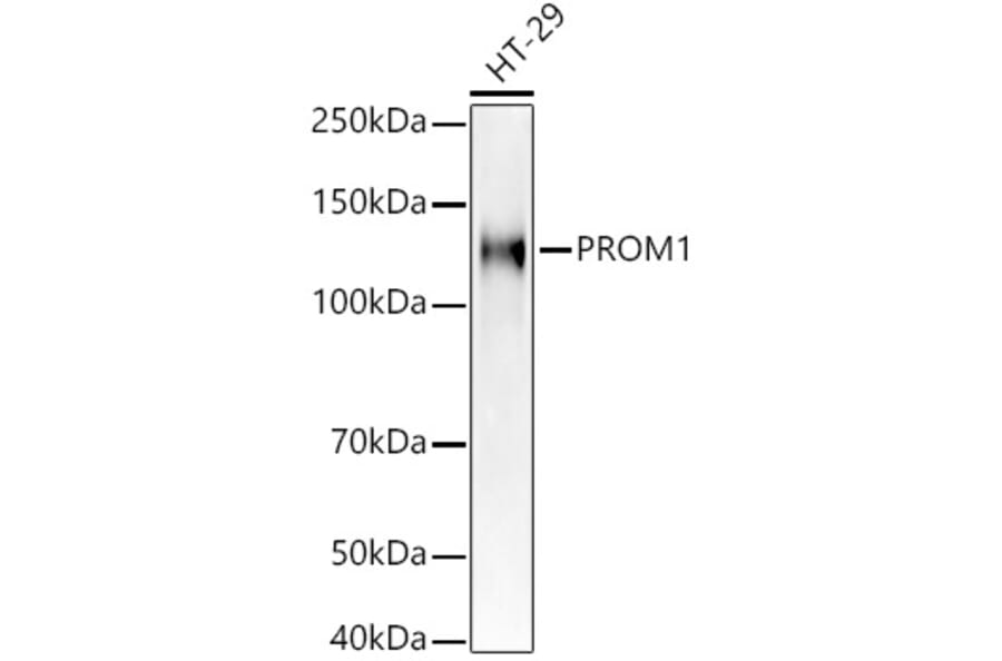 Western Blot - Anti-CD133 Antibody (A305371) - Antibodies.com