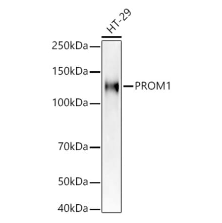 Western Blot - Anti-CD133 Antibody (A305371) - Antibodies.com