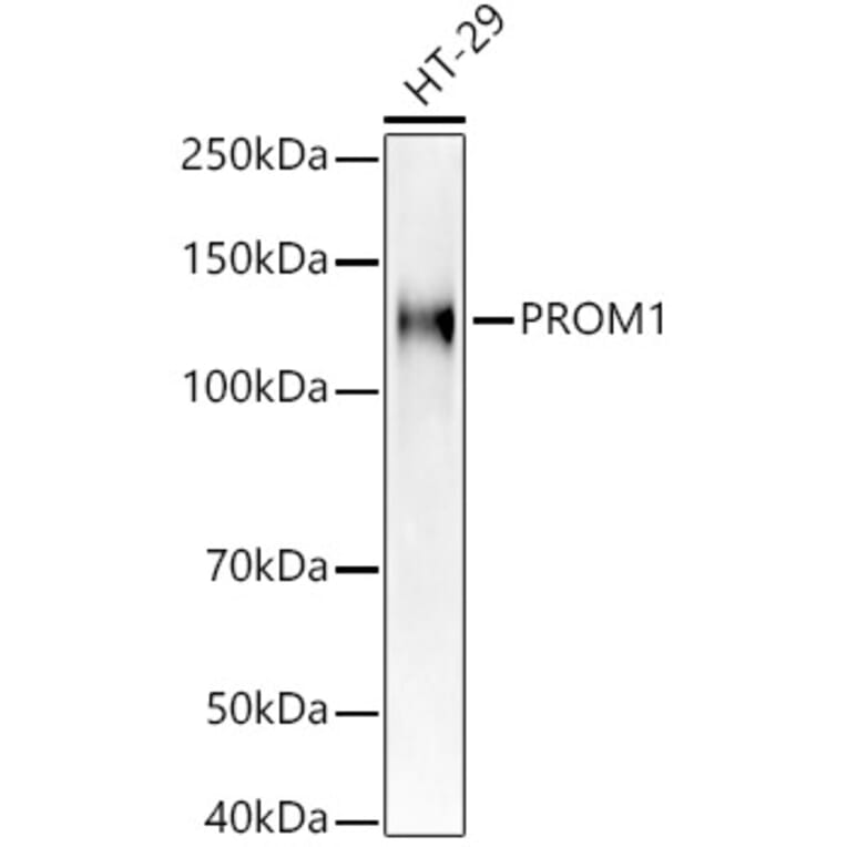 Western Blot - Anti-CD133 Antibody (A305371) - Antibodies.com