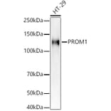 Western Blot - Anti-CD133 Antibody (A305371) - Antibodies.com