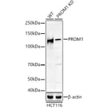 Western Blot - Anti-CD133 Antibody (A305371) - Antibodies.com