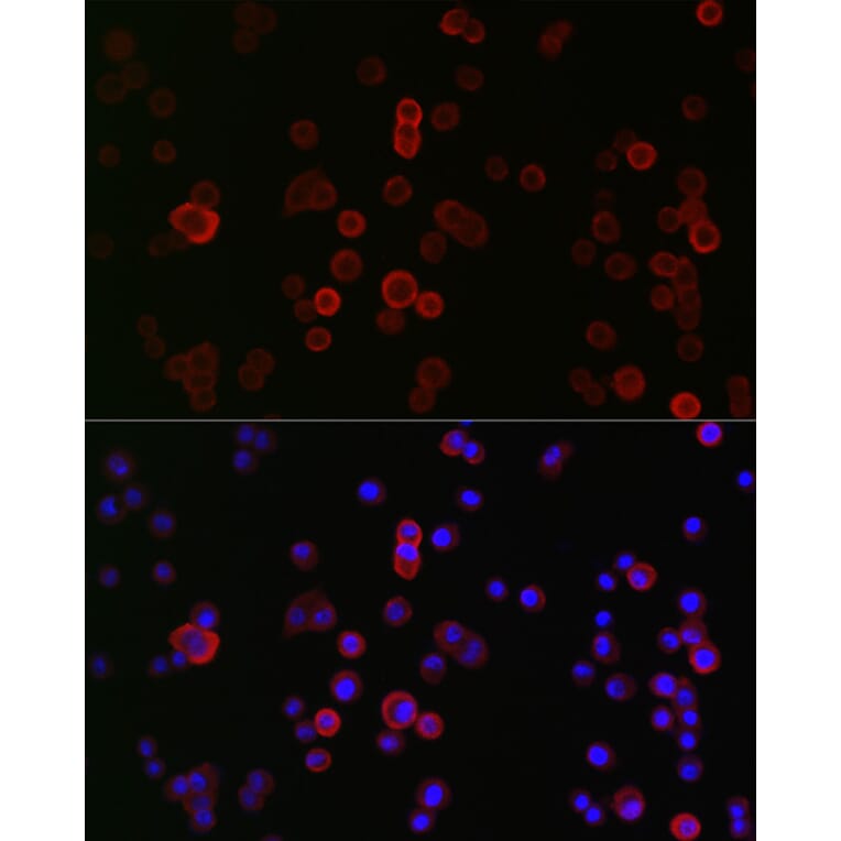 Immunofluorescence - Anti-CD133 Antibody (A305371) - Antibodies.com