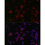 Immunofluorescence - Anti-CD133 Antibody (A305371) - Antibodies.com