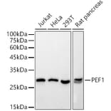 Western Blot - Anti-PEF1 Antibody [ARC2886] (A305379) - Antibodies.com