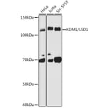 Western Blot - Anti-KDM1/LSD1 Antibody [ARC1160] (A305380) - Antibodies.com