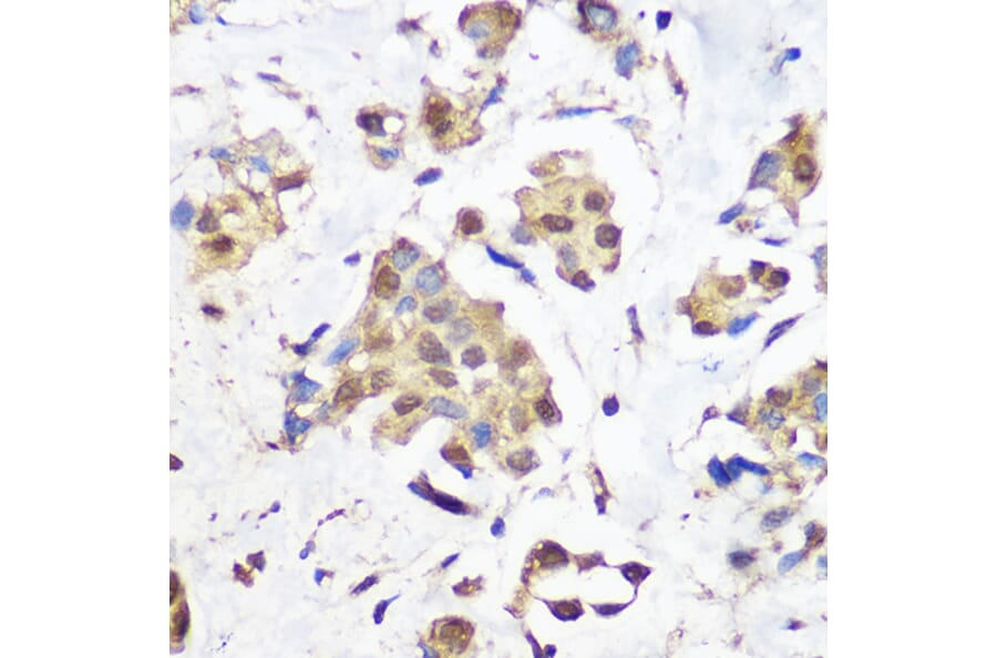 Immunohistochemistry - Anti-KDM1/LSD1 Antibody [ARC1160] (A305380) - Antibodies.com