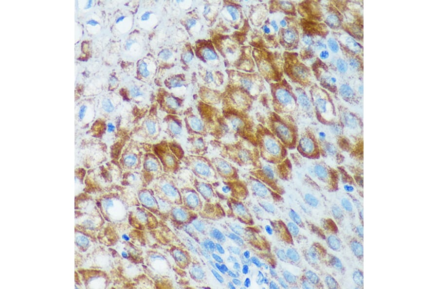 Immunohistochemistry - Anti-IER5 Antibody (A305383) - Antibodies.com