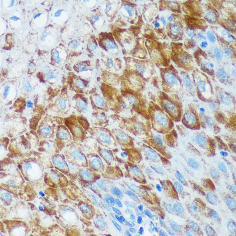 Immunohistochemistry - Anti-IER5 Antibody (A305383) - Antibodies.com