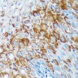 Immunohistochemistry - Anti-IER5 Antibody (A305383) - Antibodies.com