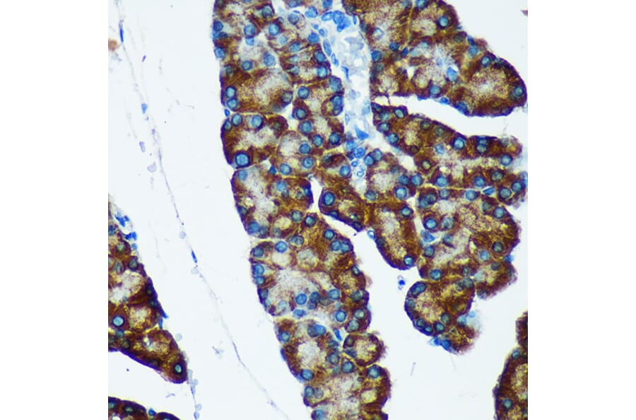 Immunohistochemistry - Anti-IER5 Antibody (A305383) - Antibodies.com