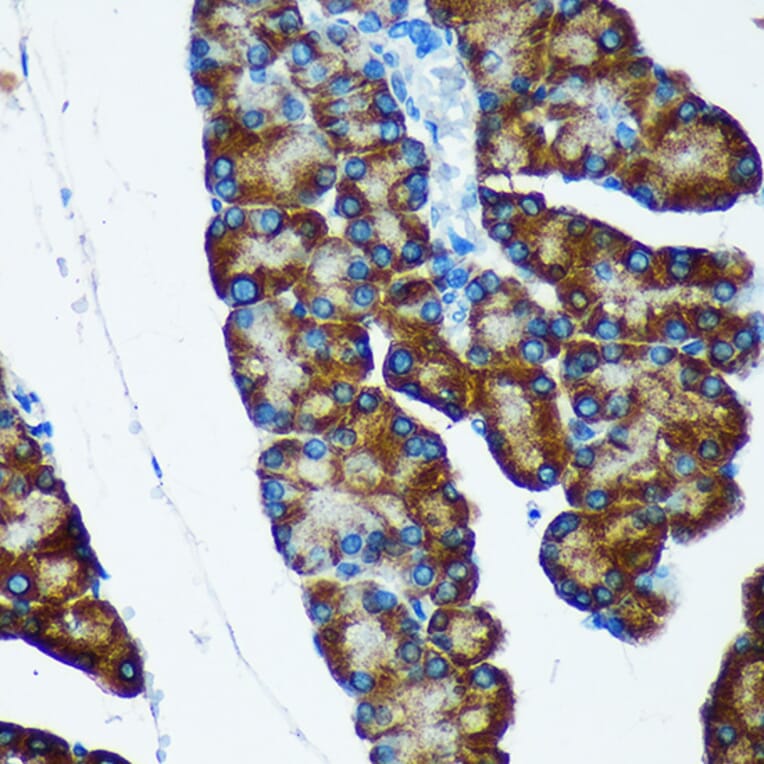 Immunohistochemistry - Anti-IER5 Antibody (A305383) - Antibodies.com