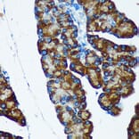Immunohistochemistry - Anti-IER5 Antibody (A305383) - Antibodies.com