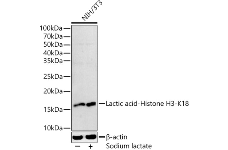 Western Blot - Anti-Histone H3 (lactyl Lys18) Antibody (A305385) - Antibodies.com