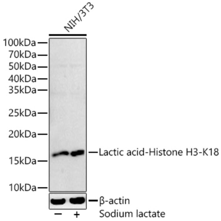Western Blot - Anti-Histone H3 (lactyl Lys18) Antibody (A305385) - Antibodies.com