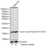 Western Blot - Anti-Histone H3 (lactyl Lys18) Antibody (A305385) - Antibodies.com