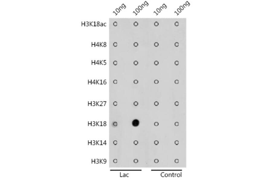 Dot Blot - Anti-Histone H3 (lactyl Lys18) Antibody (A305386) - Antibodies.com