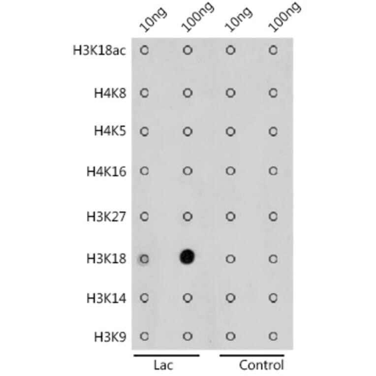 Dot Blot - Anti-Histone H3 (lactyl Lys18) Antibody (A305386) - Antibodies.com