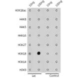 Dot Blot - Anti-Histone H3 (lactyl Lys18) Antibody (A305386) - Antibodies.com