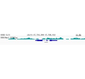Cut&Tag - Anti-Histone H3 (mono methyl Lys18) Antibody [ARC2621] (A305387) - Antibodies.com