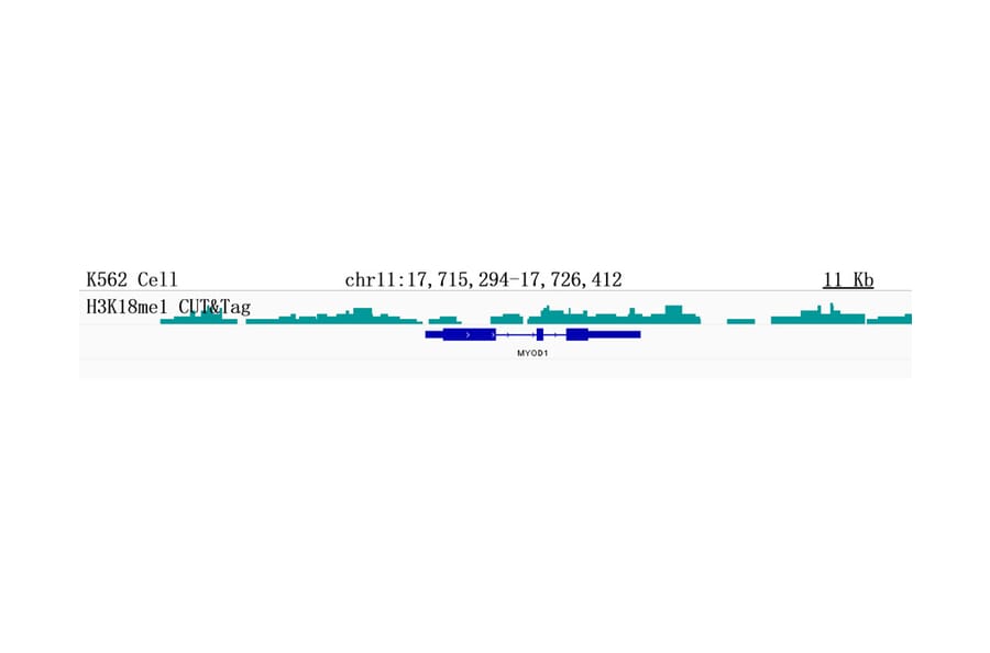 Cut&Tag - Anti-Histone H3 (mono methyl Lys18) Antibody [ARC2621] (A305387) - Antibodies.com