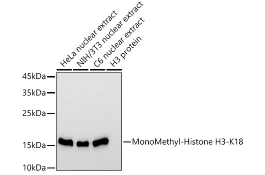 Western Blot - Anti-Histone H3 (mono methyl Lys18) Antibody [ARC2621] (A305387) - Antibodies.com