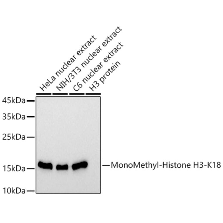 Western Blot - Anti-Histone H3 (mono methyl Lys18) Antibody [ARC2621] (A305387) - Antibodies.com