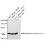 Western Blot - Anti-Histone H3 (mono methyl Lys18) Antibody [ARC2621] (A305387) - Antibodies.com