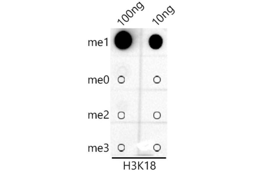 Dot Blot - Anti-Histone H3 (mono methyl Lys18) Antibody [ARC2621] (A305387) - Antibodies.com