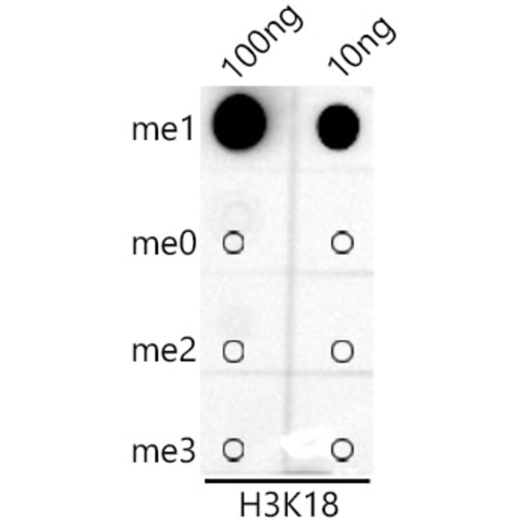 Dot Blot - Anti-Histone H3 (mono methyl Lys18) Antibody [ARC2621] (A305387) - Antibodies.com