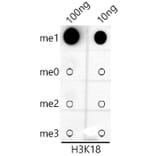 Dot Blot - Anti-Histone H3 (mono methyl Lys18) Antibody [ARC2621] (A305387) - Antibodies.com