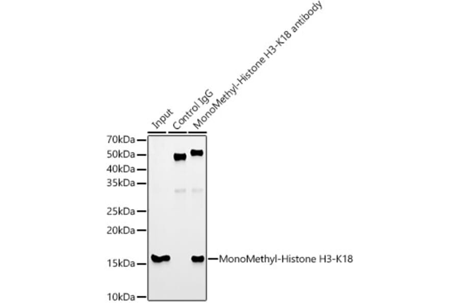 Western Blot - Anti-Histone H3 (mono methyl Lys18) Antibody [ARC2621] (A305387) - Antibodies.com