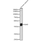 Western Blot - Anti-IgD Antibody [ARC2240] (A305388) - Antibodies.com