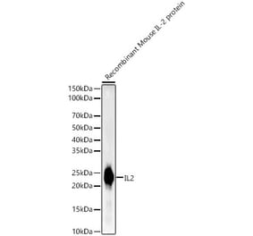 Western Blot - Anti-IL-2 Antibody (A305391) - Antibodies.com