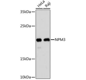 Western Blot - Anti-NPM3 Antibody (A305394) - Antibodies.com