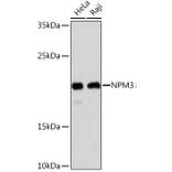 Western Blot - Anti-NPM3 Antibody (A305394) - Antibodies.com