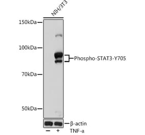 Western Blot - Anti-STAT3 (phospho Tyr705) Antibody [ARC50831] (A305396) - Antibodies.com