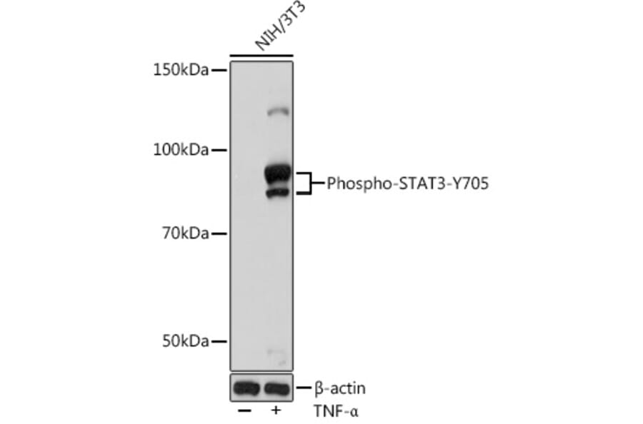 Western Blot - Anti-STAT3 (phospho Tyr705) Antibody [ARC50831] (A305396) - Antibodies.com
