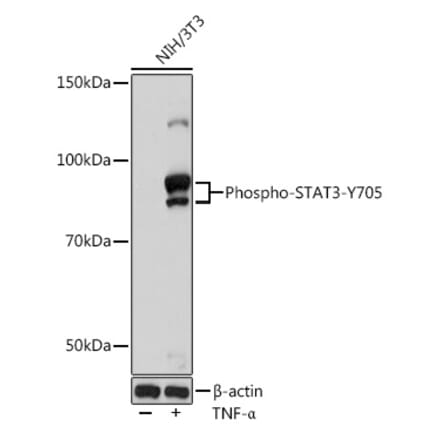 Western Blot - Anti-STAT3 (phospho Tyr705) Antibody [ARC50831] (A305396) - Antibodies.com