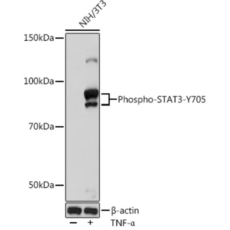 Western Blot - Anti-STAT3 (phospho Tyr705) Antibody [ARC50831] (A305396) - Antibodies.com
