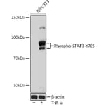 Western Blot - Anti-STAT3 (phospho Tyr705) Antibody [ARC50831] (A305396) - Antibodies.com