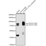 Western Blot - Anti-STAT3 (phospho Tyr705) Antibody [ARC50831] (A305396) - Antibodies.com