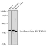 Western Blot - Anti-Steroidogenic Factor 1/SF-1 Antibody [ARC2457] (A305400) - Antibodies.com