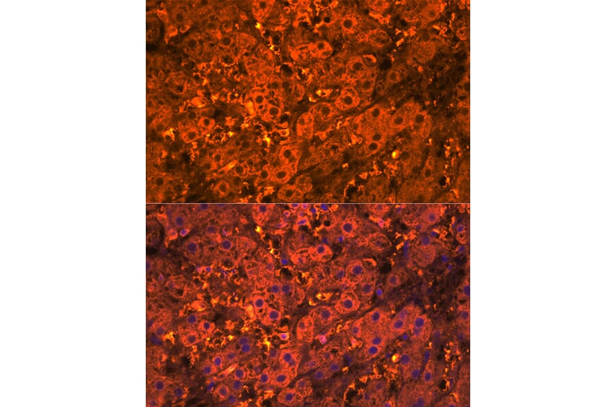 Immunofluorescence - Anti-SDF1 Antibody (A305409) - Antibodies.com